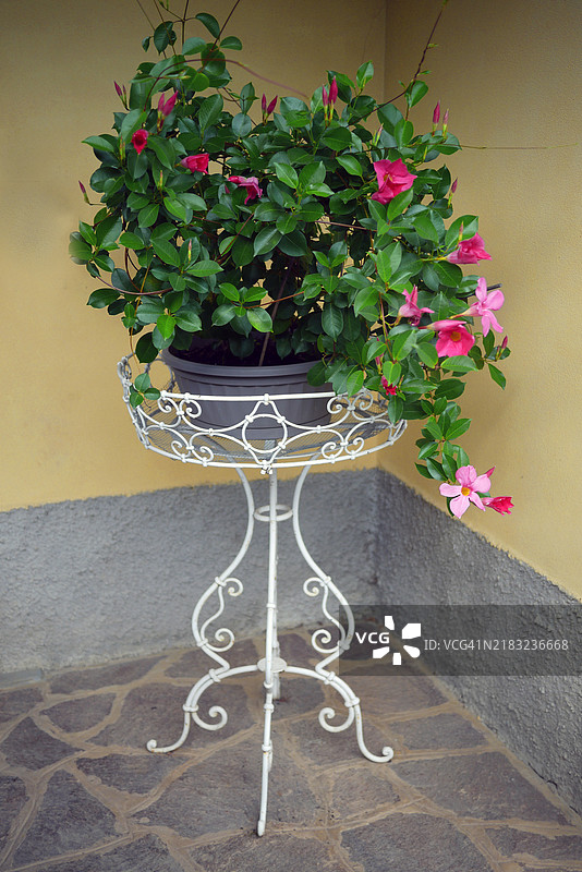 优雅的花架，上面摆放着粉色的迪普兰迪亚花图片素材