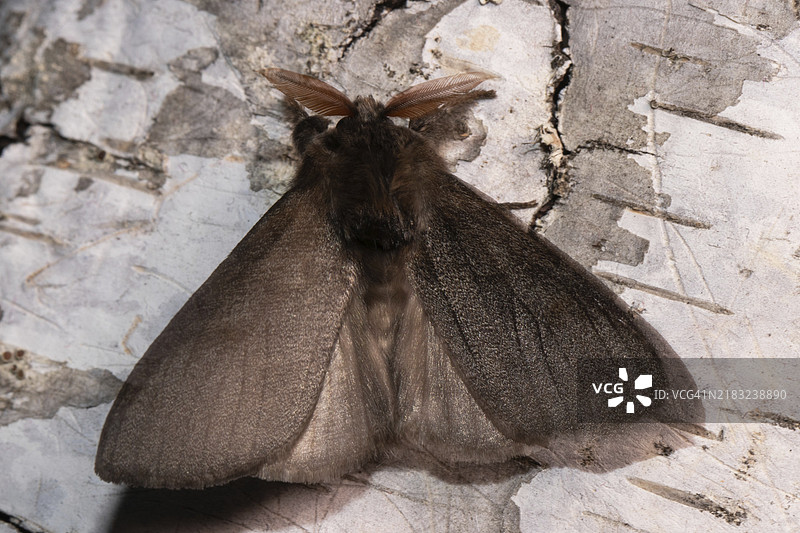 从后面看，展开翅膀的山毛榉红尾蛾雄性栖息在树干上图片素材