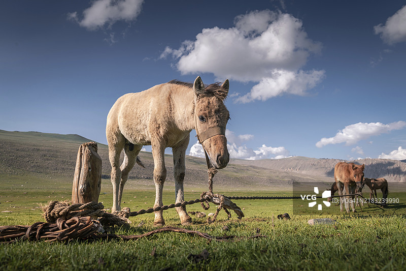 小马驹在等待它的母亲。西蒙古。夏季。图片素材