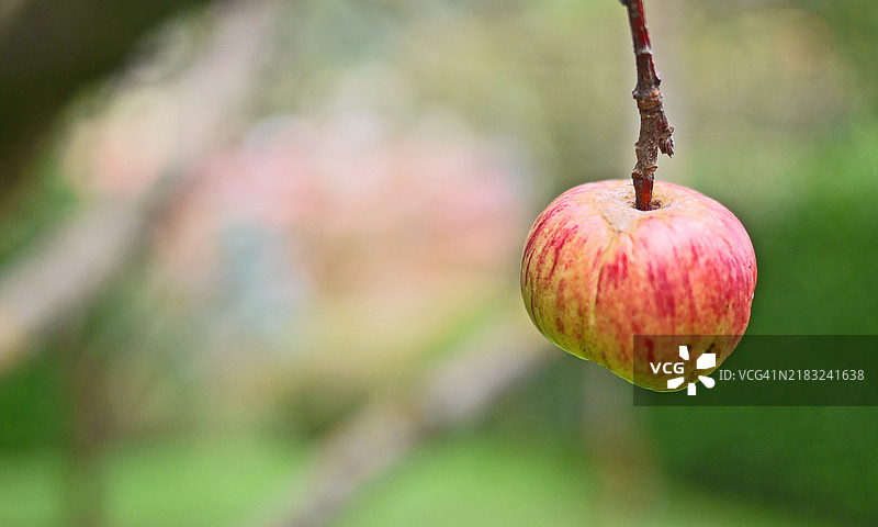 单个安努卡苹果的特写，绿色背景图片素材
