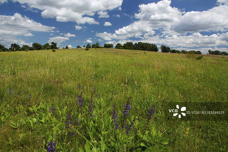 田野中的野生草药，蓝色和黄色的野生草药在一群树木和蓝天白云前面。图片素材