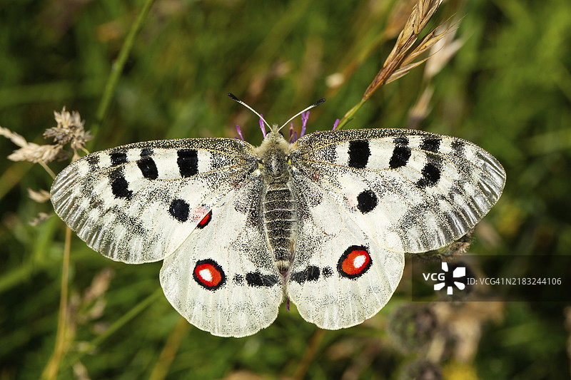 从后面看，展开翅膀的阿波罗蝴蝶栖息在紫色花朵上图片素材