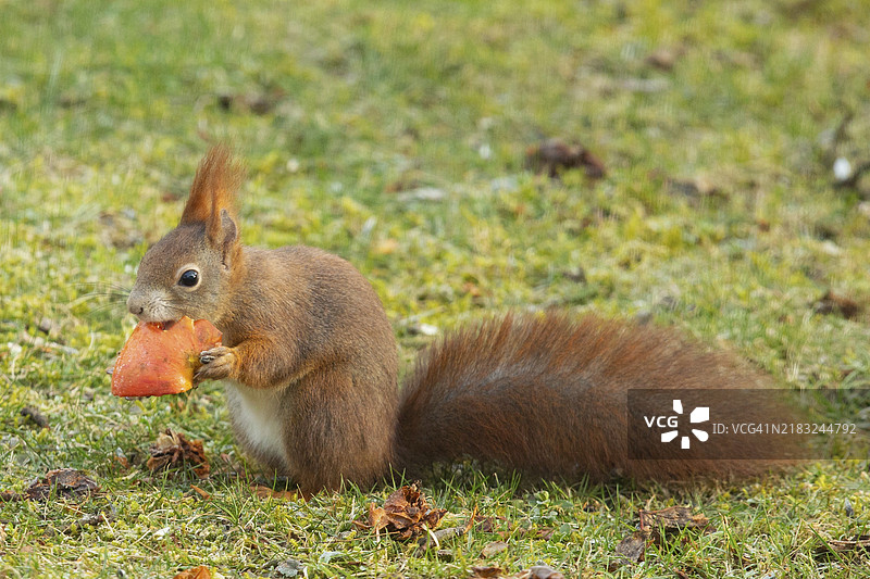 松鼠坐在绿色草地上，举着苹果，向左吃着。图片素材