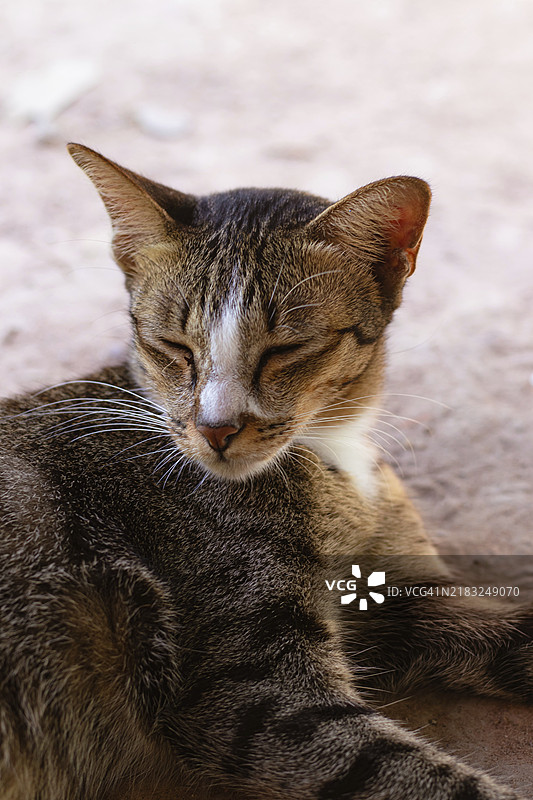 一只闭着眼睛的虎斑猫特写，安静地在温暖的夏日午后阳光下休息放松。图片素材