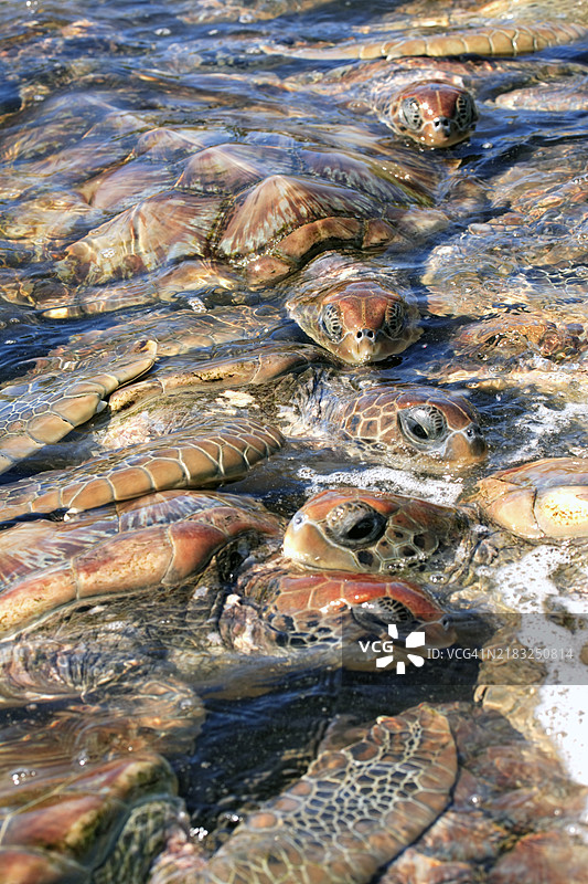 绿海龟(Chelonia mydas),成年,群体,水中,海洋,游泳,开曼群岛,开曼群岛,大开曼岛,加勒比海,北美图片素材