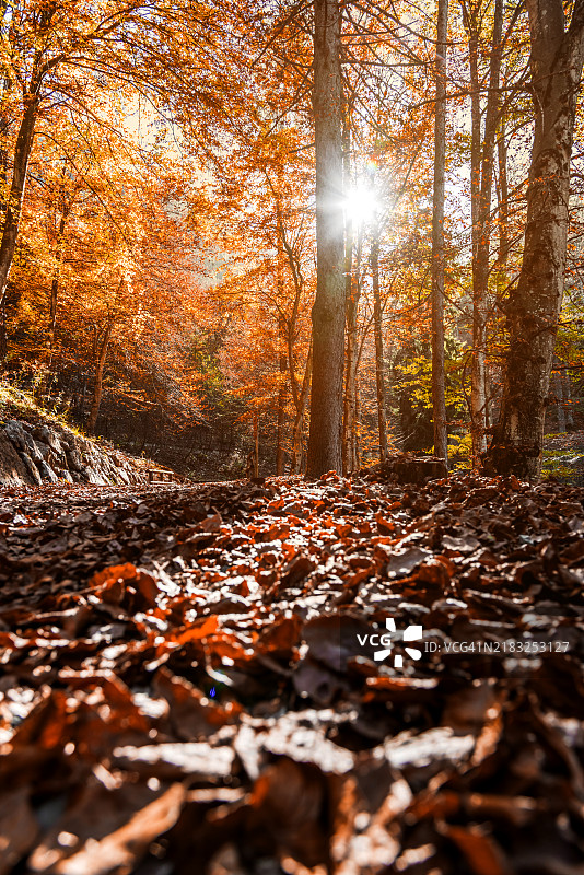 秋季森林中的小径图片素材