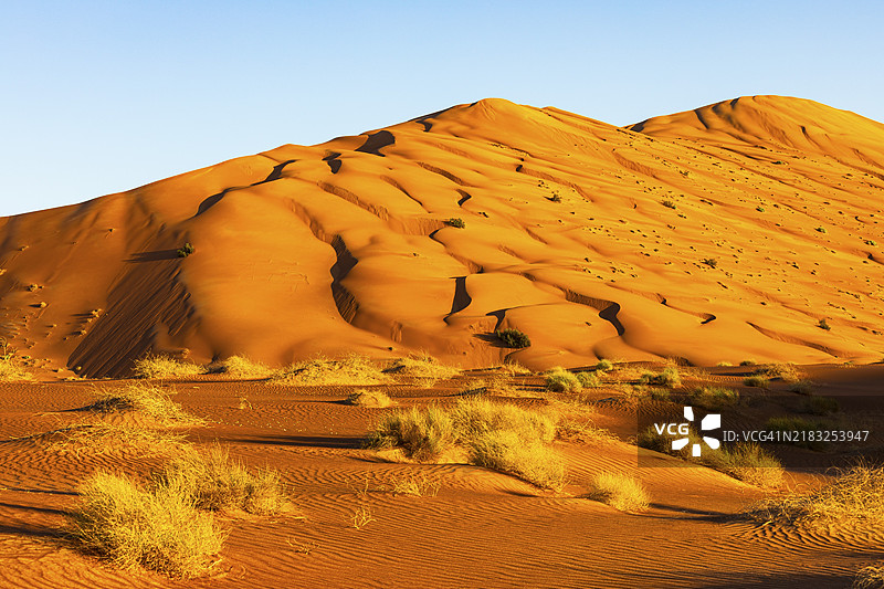 在阿曼苏丹国的鲁卜哈利沙漠，杜法尔省，傍晚的光线下，风雕刻的弯曲沙丘前面有绿色植被。图片素材