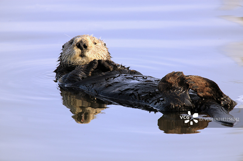 海獺（Enhydra lutris），卡兰，雌性海獺，休息，游泳，放松，水，蒙特雷，加利福尼亚，美国，北美图片素材