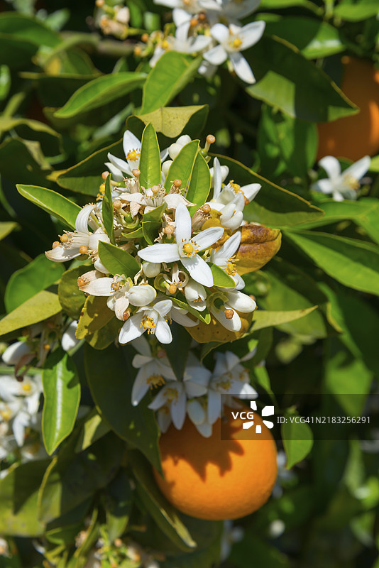 白色花朵特写，搭配橙子和绿色叶子，橙树位于希腊伯罗奔尼撒半岛拉科尼亚的斯卡拉附近。图片素材