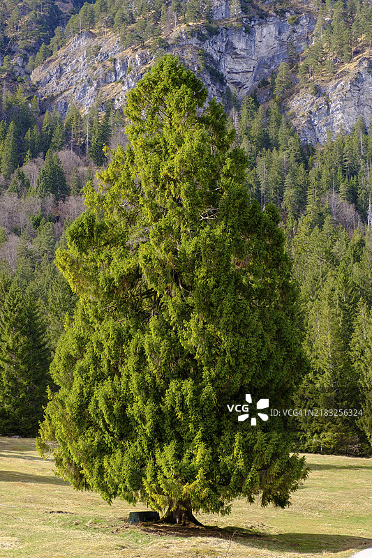 德国巴伐利亚州，上巴伐利亚，韦尔登费尔斯地区，加米施-帕滕基兴，克拉默高原路上的大冷杉树图片素材