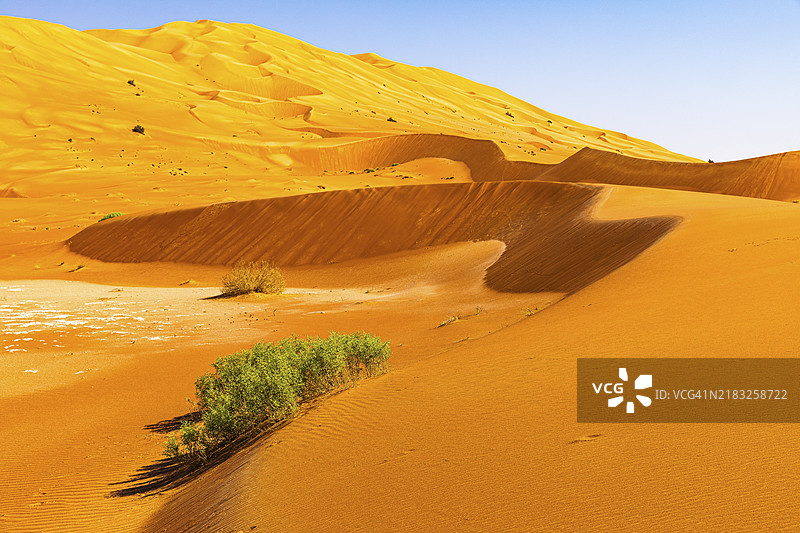风雕刻的弯曲沙丘与绿色植被，位于阿拉伯半岛阿曼苏丹国的鲁卜阿尔哈利沙漠，达霍法省图片素材