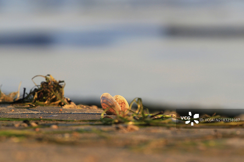 在波罗的海海滩上，日出时分的贝壳，九月，乌瑟多姆，梅克伦堡-前波美拉尼亚，德国，欧洲图片素材