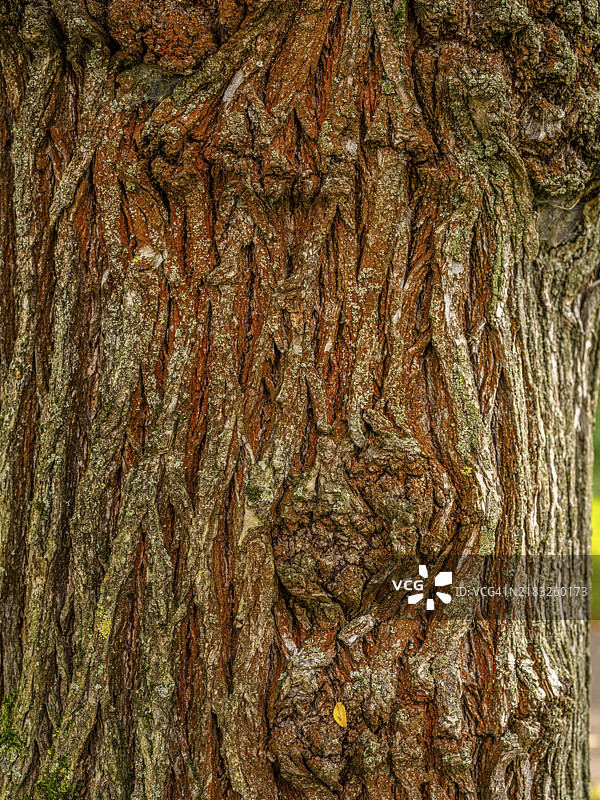 树皮，来自德国黑森州奥芬巴赫的树，欧洲图片素材