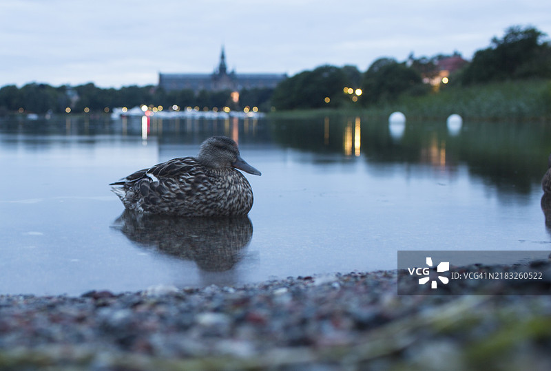 在平静水面上睡觉的野鸭图片素材
