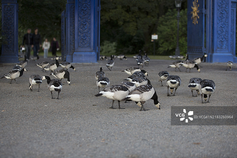一群黑头鹅图片素材