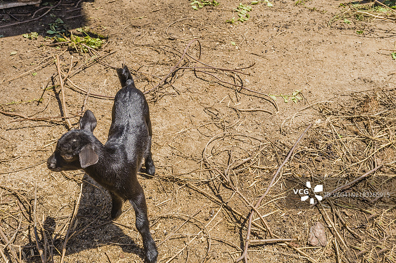 年轻的黑色孟加拉小猫在阳光下凝视远方的特写镜头图片素材