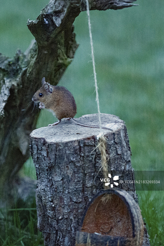 木鼠站在树干上，面朝左侧，旁边有一个食物碗。图片素材