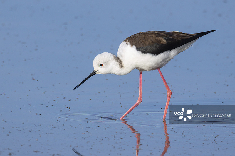 高跷表演者图片素材
