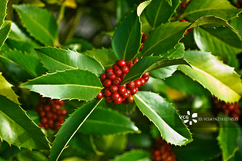 阿拉斯加冬青图片素材