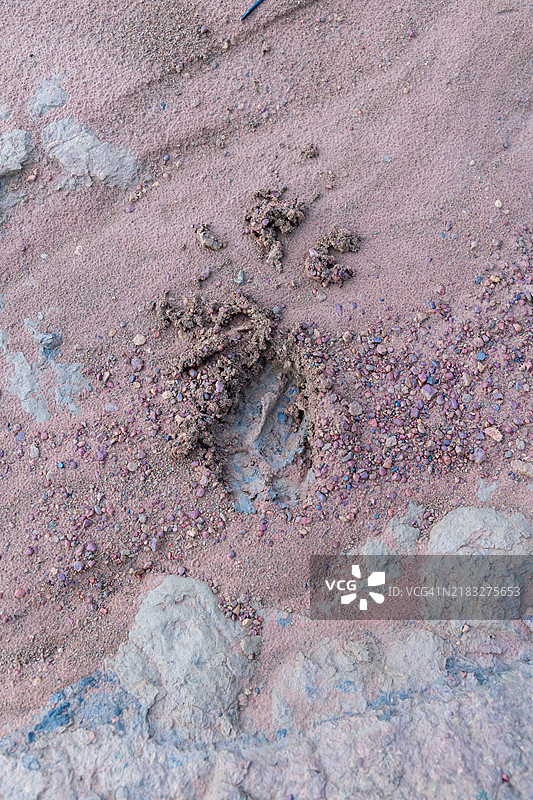 通萨兰鲁昂国家公园的动物足迹图片素材