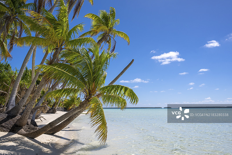 椰子树(Cocos nucifera)环绕的海滩,特提阿罗,环礁,马龙·白兰度岛,法属波利尼西亚,社会群岛,背风群岛,南太平洋图片素材