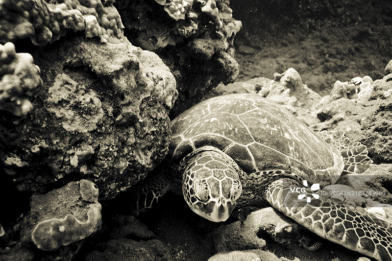 绿海龟（Chelonia mydas）毛伊岛，夏威夷，美国，北美图片素材