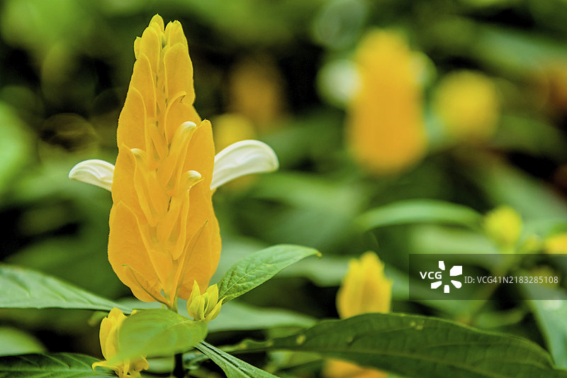 近距离拍摄的棒棒糖植物（Pachystachys lutea），背景模糊，位于韩国庆州，亚洲。图片素材