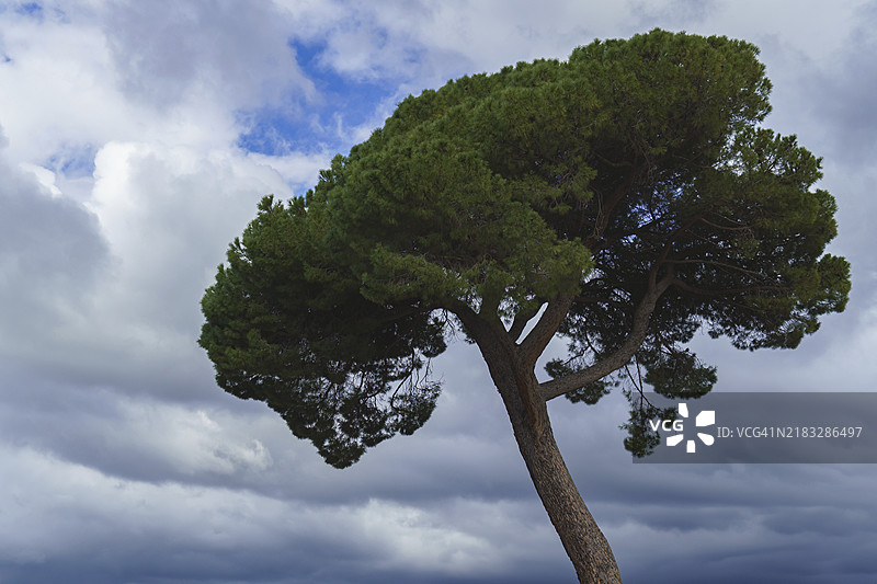 云层密布的暴风雨天空下的松子松或松树图片素材
