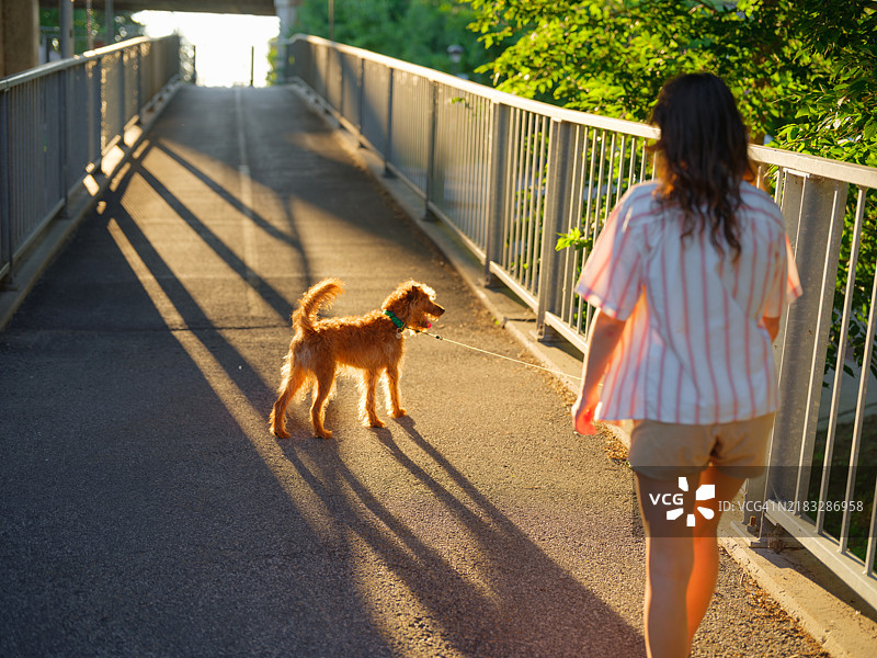 加拿大郊区一位女性牵着狗散步图片素材