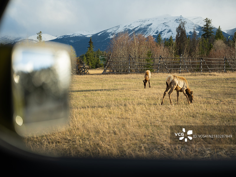 公路旁可见的班夫草地上的美洲驼鹿图片素材