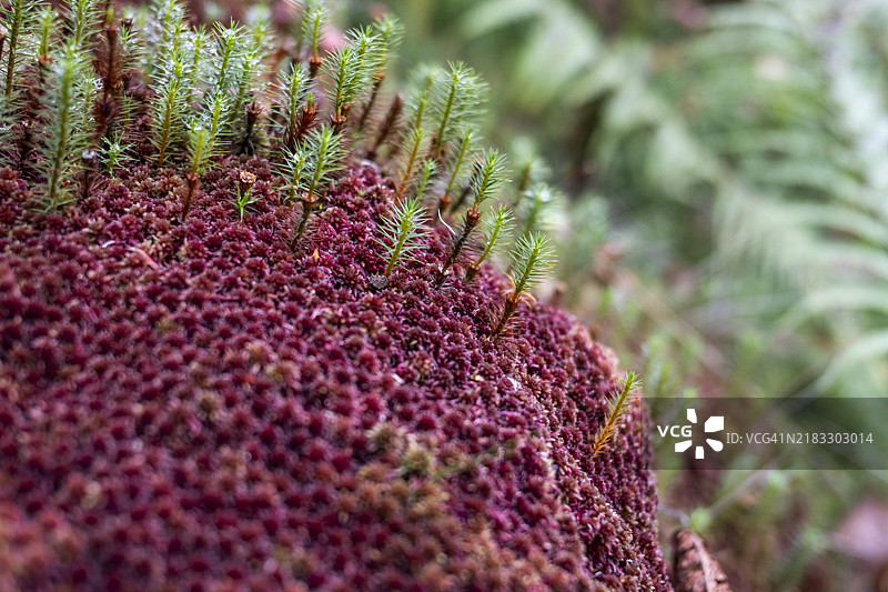 苔藓和星苔图片素材