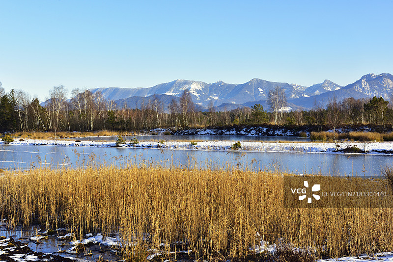冰冻的沼泽池塘，生长着芦苇（Phragmites australis），背景是基姆高阿尔卑斯山，位于德国巴伐利亚州罗森海姆附近的格伦德贝肯沼泽。图片素材