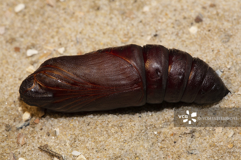 普里维特鹰蛾蛹躺在沙子上图片素材