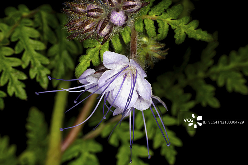 蕾丝花（Phacelia tanacetifolia），丛生美丽，黑色背景下的工作室摄影图片素材