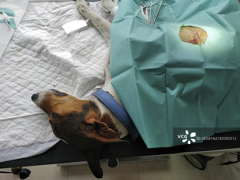 手术台上的狗狗，身上有咬伤，覆盖着手术布。图片素材