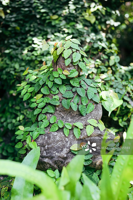 坐着的佛像被攀缘无花果藤覆盖图片素材