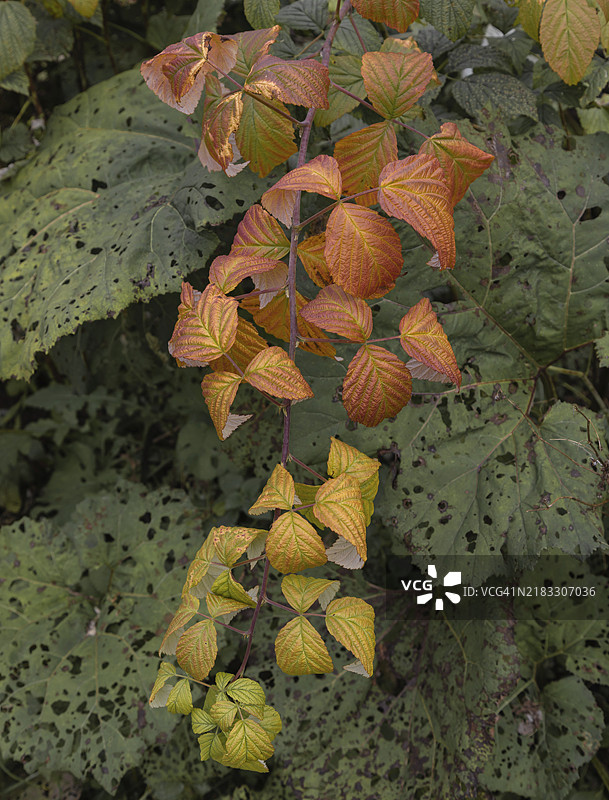 秋天的树叶图片素材