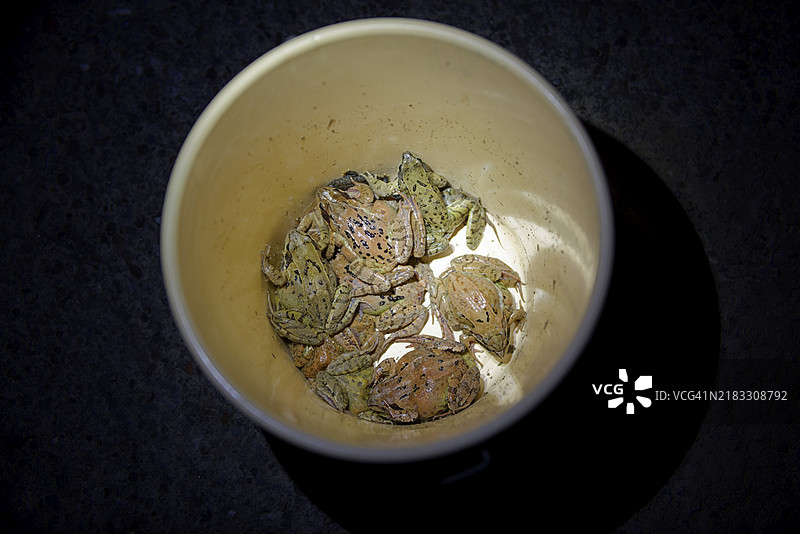 在雨水桶中收集蟾蜍，蟾蜍迁徙，福尔赫滕贝格，霍恩洛赫，海尔布隆-弗兰肯，巴登-符腾堡，德国，欧洲图片素材