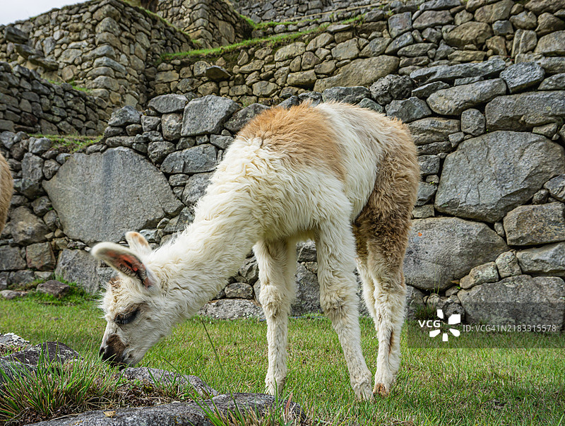 侧面视角的羊驼站在田野上图片素材