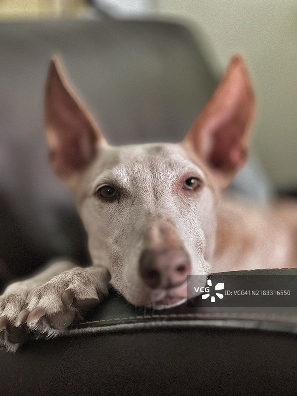 德国勒沃库森的狗特写图片素材