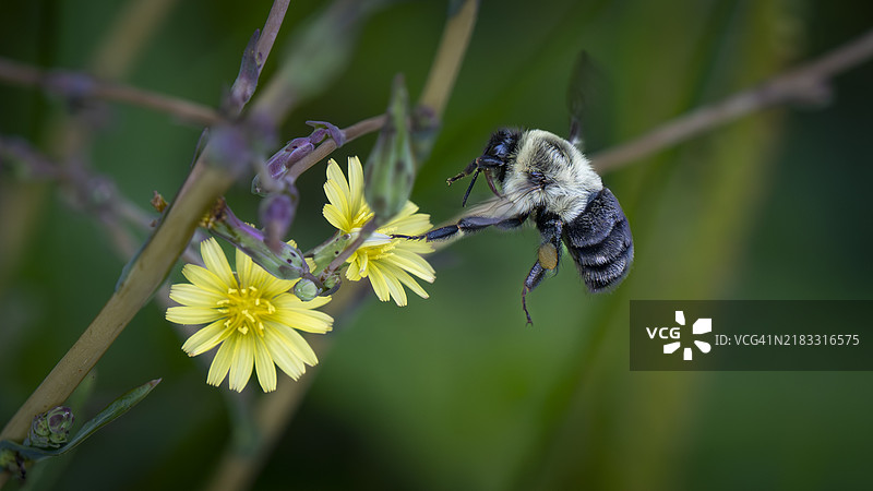 蜜蜂在花朵上授粉的特写，三英里湾，纽约，美国图片素材