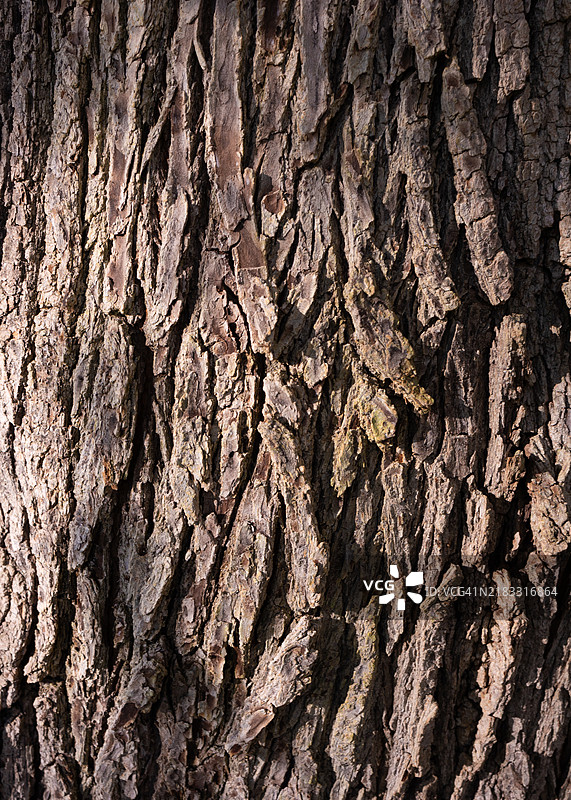 树皮，保护我的生命，冬天来了，哈德逊，加拿大图片素材