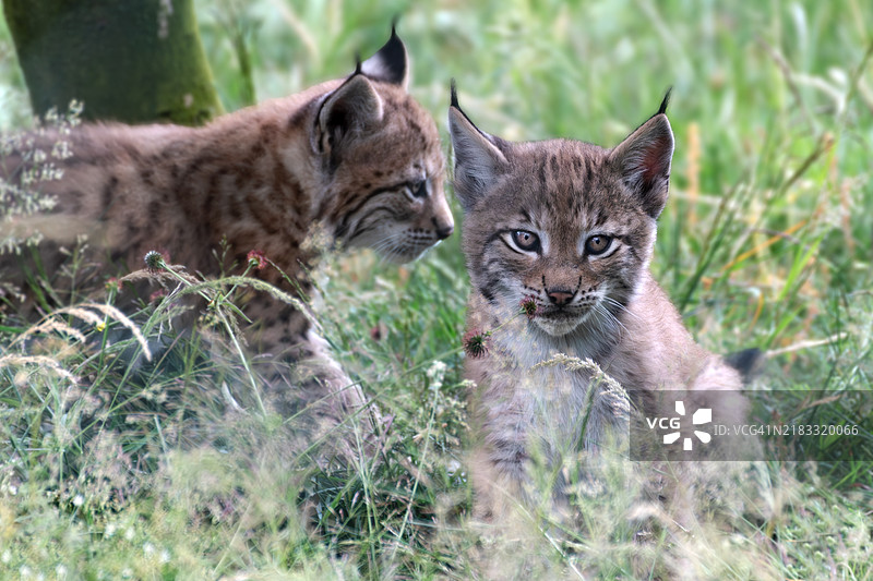 两只小猞猁在草地上图片素材