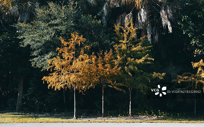 佛罗里达州劳德代尔堡的森林中的树木图片素材