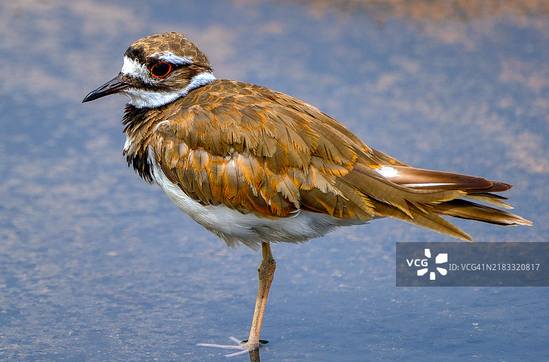 雪地上栖息的鸻鸟特写镜头图片素材