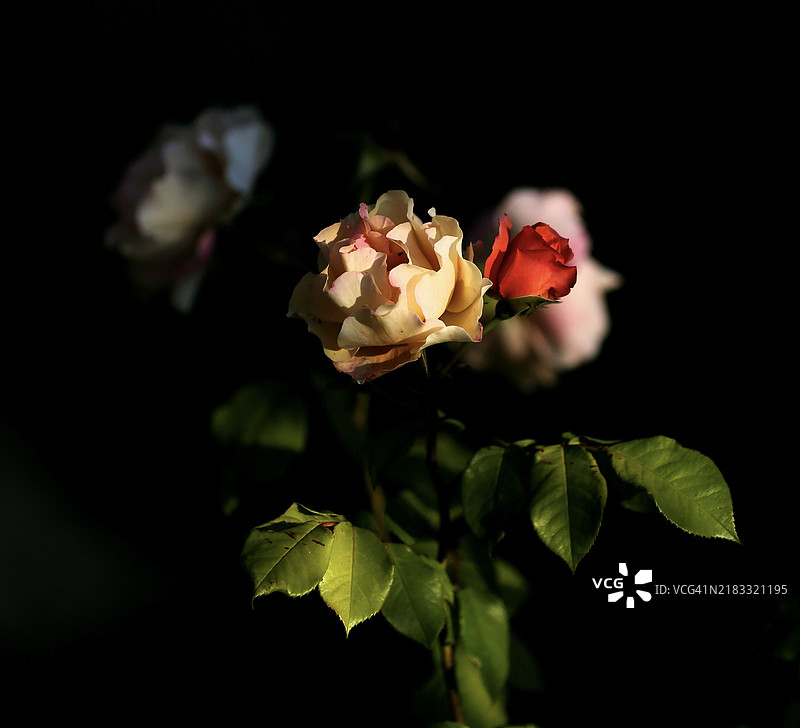 玫瑰植物的特写镜头图片素材