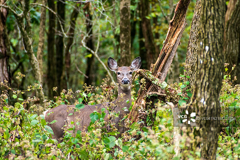 森林中的鹿肖像，维吉尼亚州大草原，美国图片素材