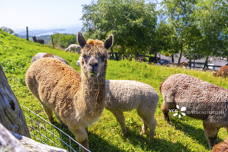 农场上的阿尔帕卡肖像，它们在野外饲养，毛发类似于羊毛。图片素材