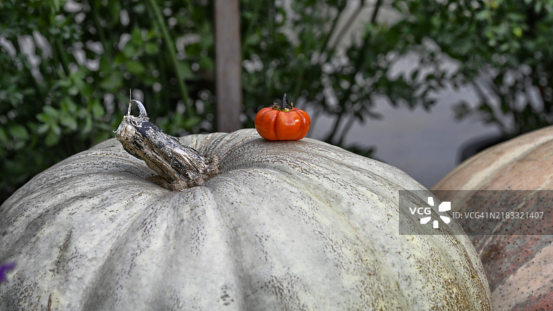 所有大小南瓜图片素材