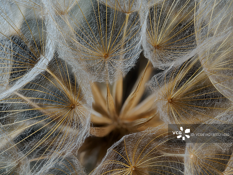 蒲公英的种子头特写镜头图片素材